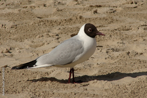 Seagul Larus minutus