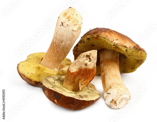 Three various boletus mushrooms