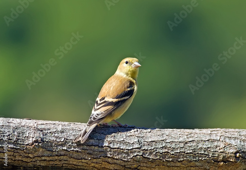 American Goldfinch perched on a log.