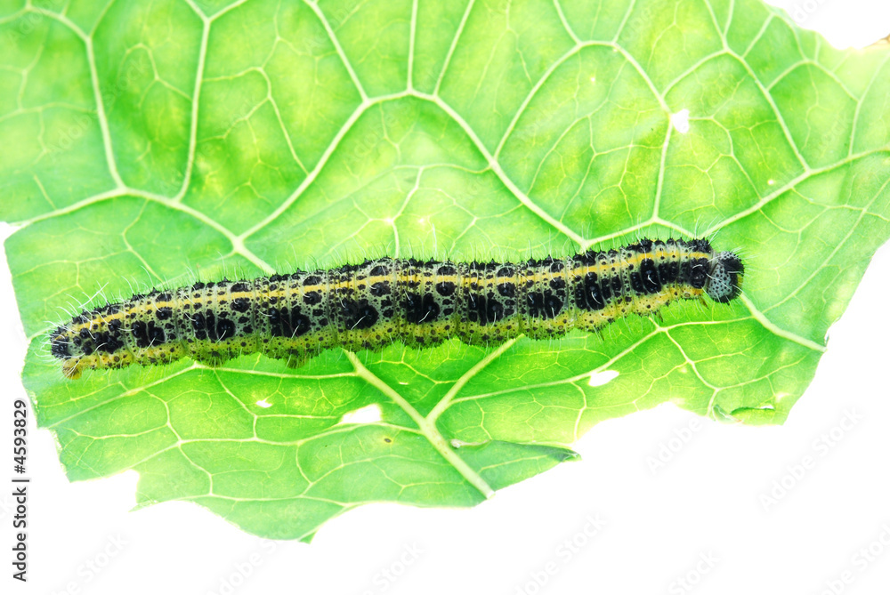Fototapeta premium worm on green leaf