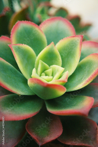 Hen and Chicks