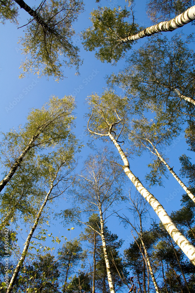 Fototapeta premium Trees over sky