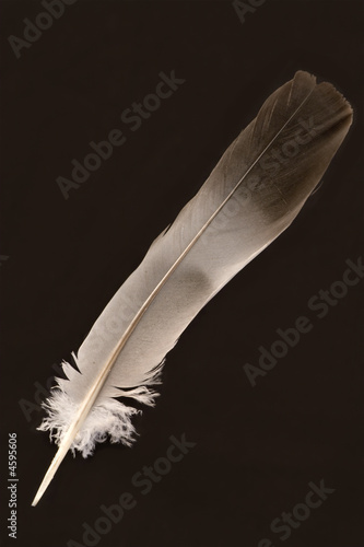 Feather