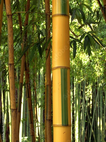 Bambus 07