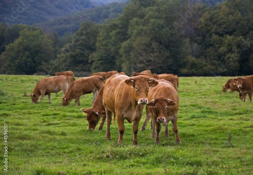 vache limousine 02