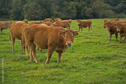 Foto vache limousine