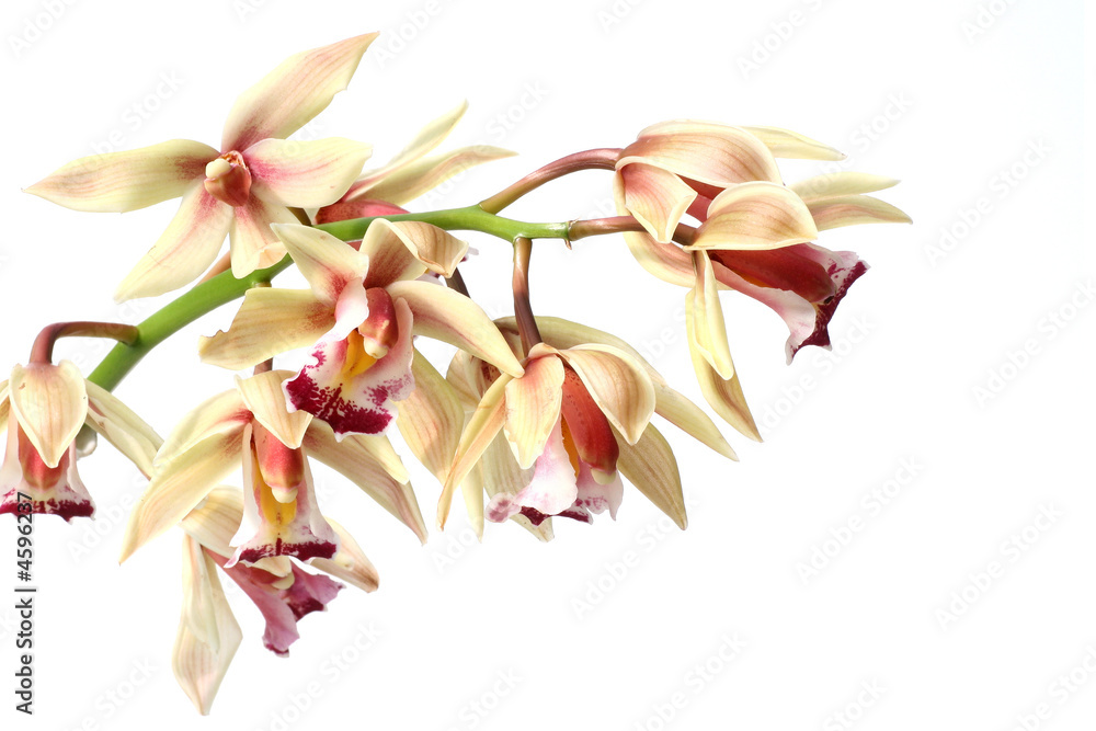 orchid flowers isolated on white