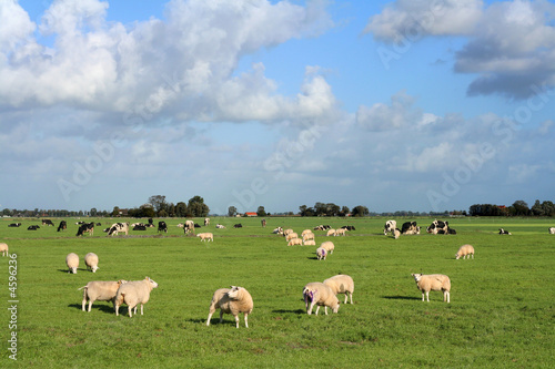 spring meadow with sheep © Per Tillmann