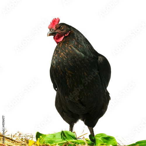 black chicken