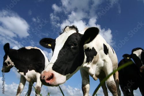 young cow inspecting the camera