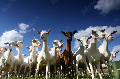 Fototapete herd of goats