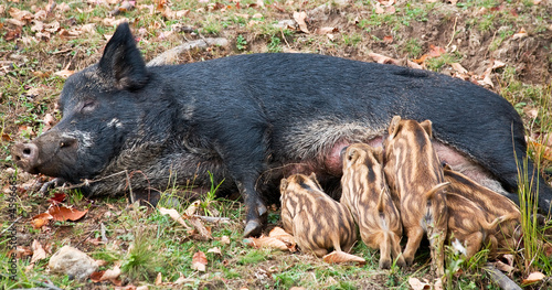 Wild Pig Feeding Her Piglets