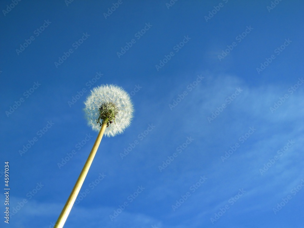 Pusteblume Pusteblume