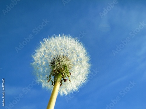 Pusteblume