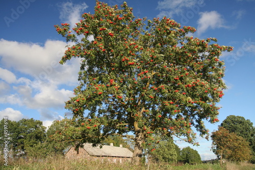 Mellow ash-tree berries photo