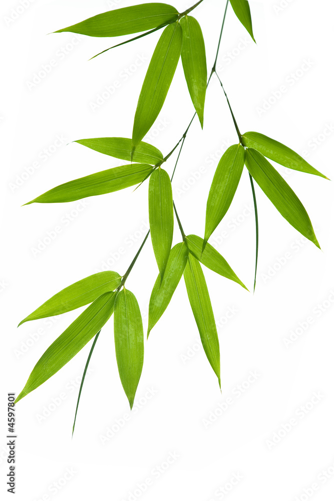 Naklejka premium bamboo- leaves