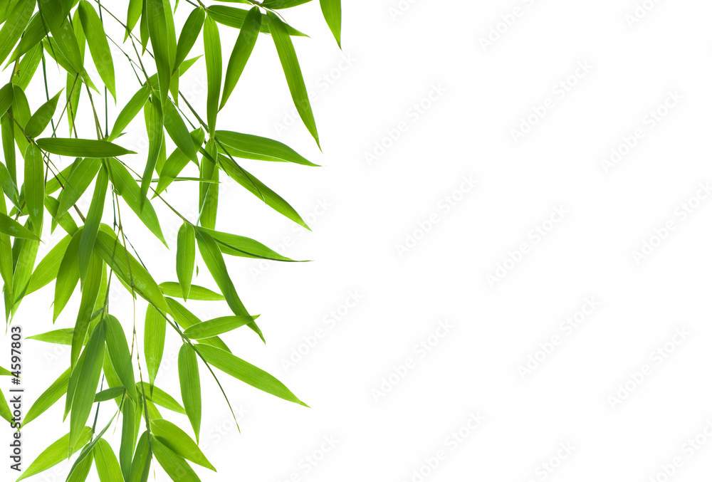Obraz premium border of bamboo- leaves