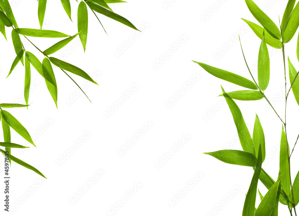 Fototapeta premium bamboo- leaves