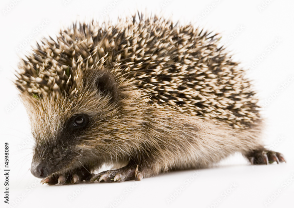 Hedgehog Hedgehog