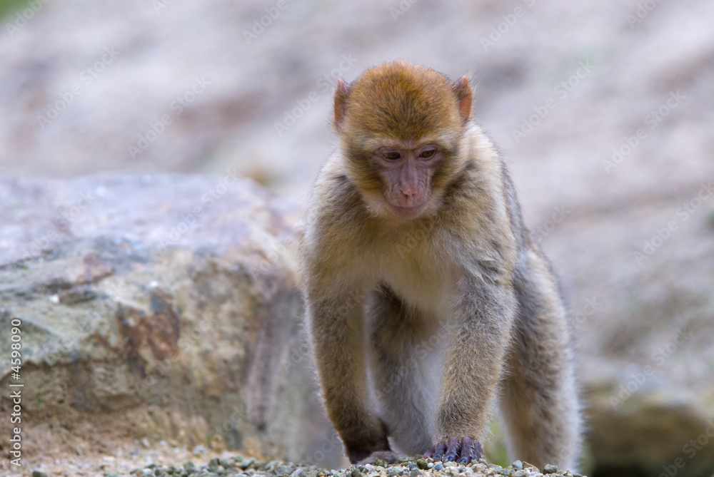 barbary ape