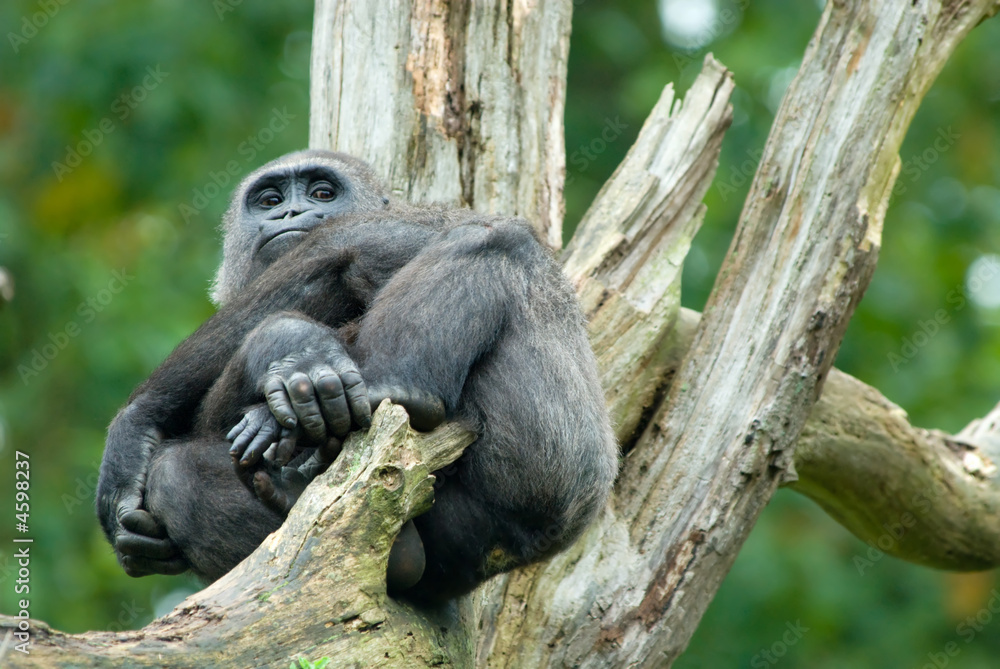 gorilla in tree