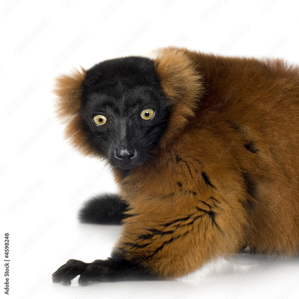 Obraz premium Red Ruffed Lemur