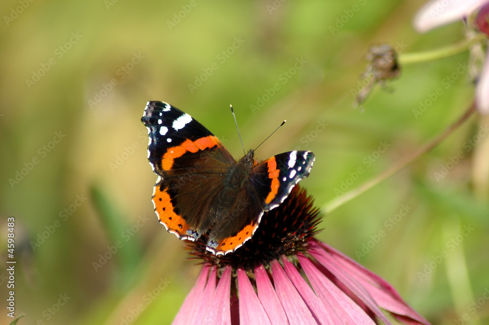Vanessa atalanta Vanessa atalanta