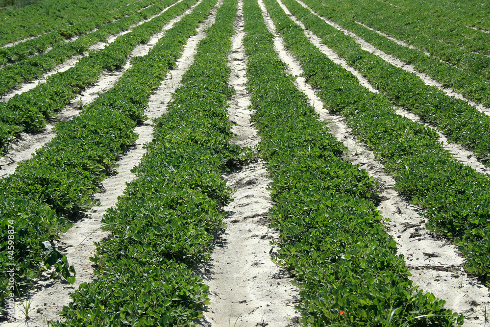Crop rows Crop rows