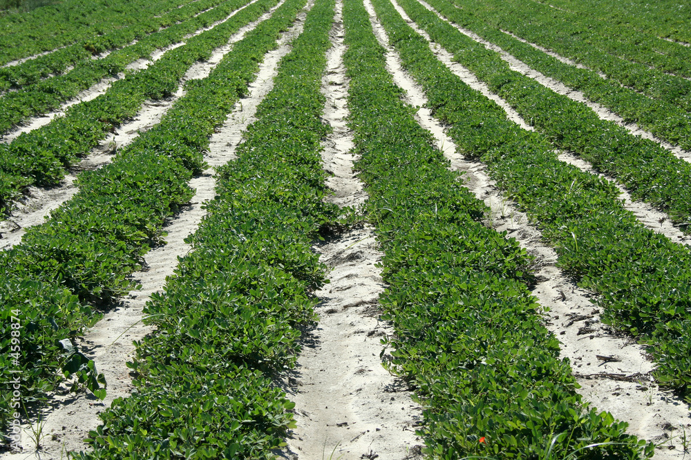 Crop rows