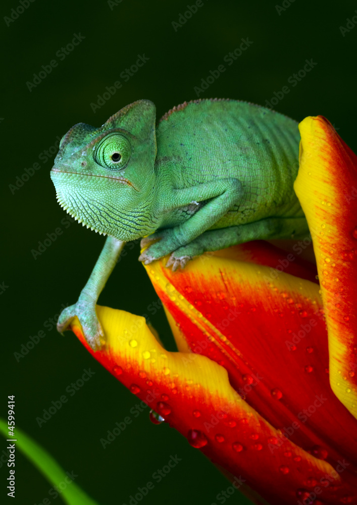 Fototapeta premium Reptile