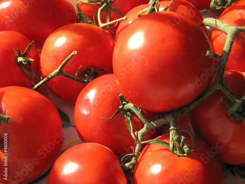 Tomatoes in the sun