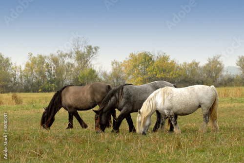 groupe de chevaux lourds © jeanma85