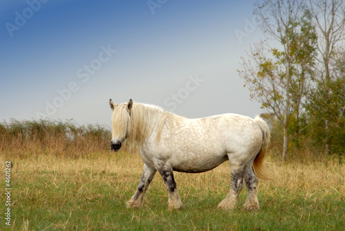 cheval percheron dans la prairie