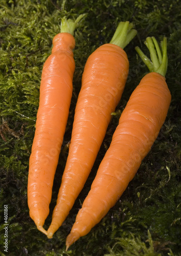 Carrots on the dark background