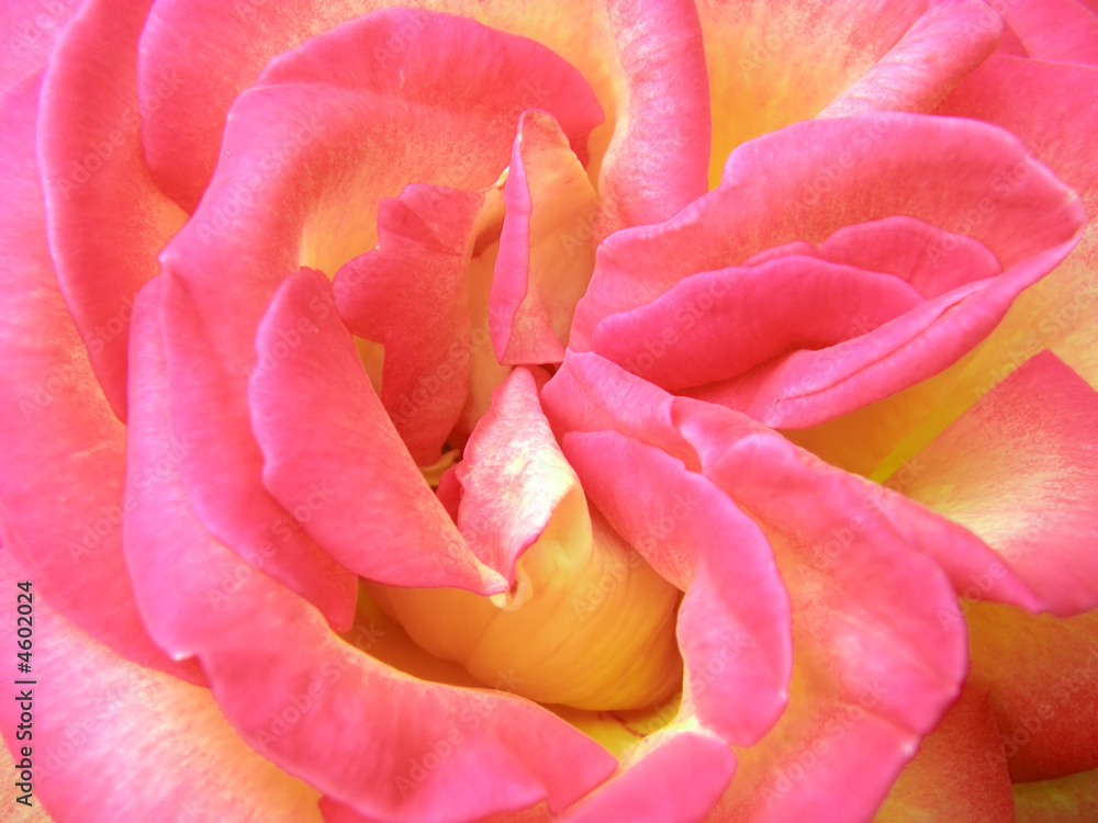 rose rose