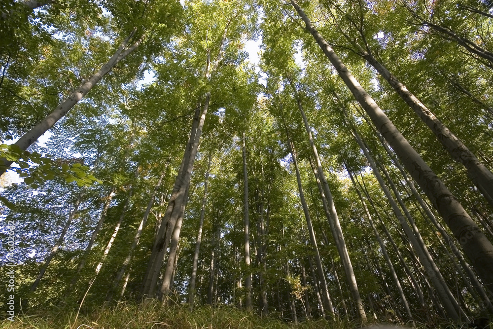 Obraz premium Forest