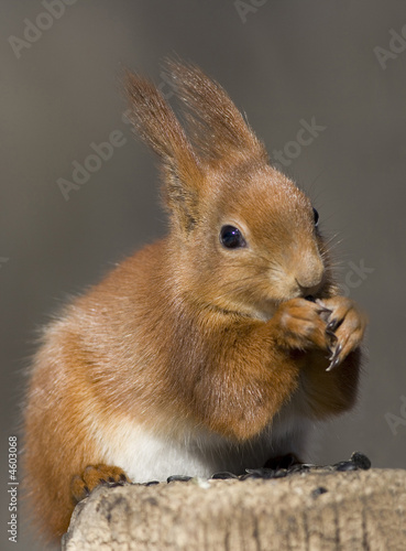 squirre