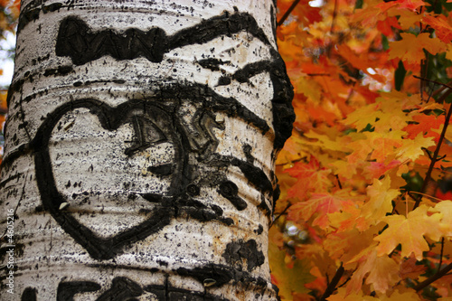 Aspen With Heart Carving