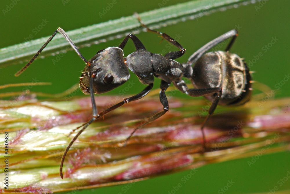 black ants in the gardens 