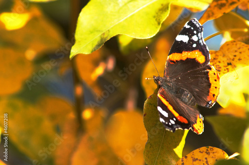 Red butterfly