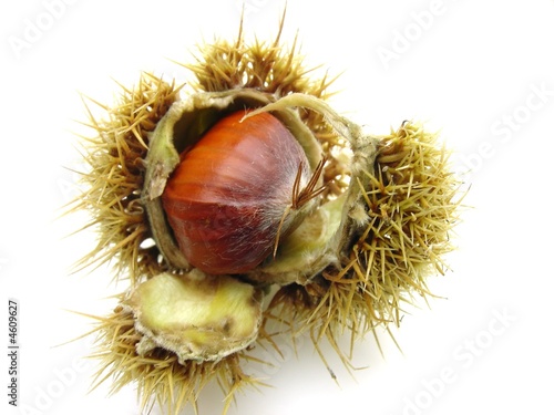 chestnut