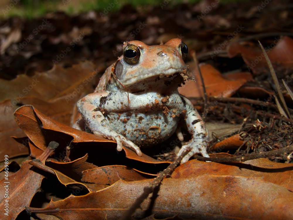 Obraz premium Red toad (Schismaderma carens)