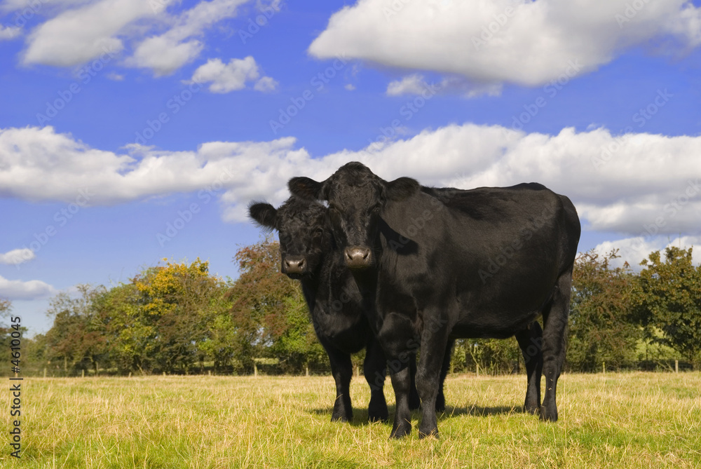 Two black cows in a field facing camera