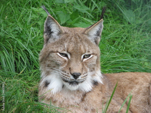 Wild Lynx