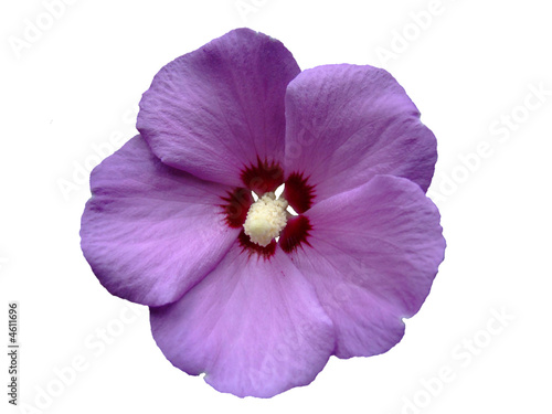 Purple flower © CheZter