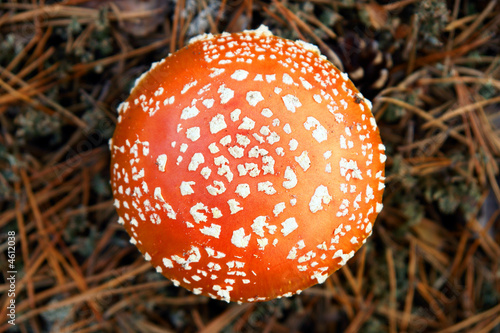 Fly agaric