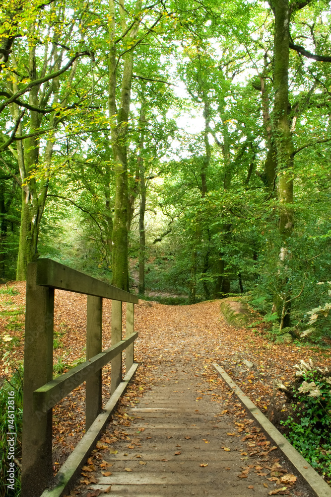 wooden bridge