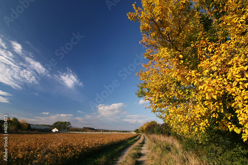 Road through the autumn