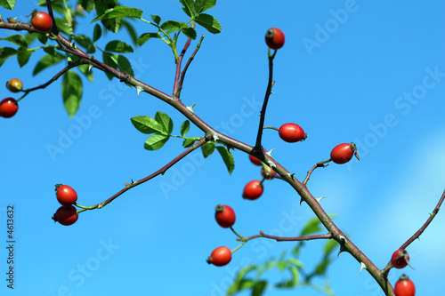 dog-rose and blue sky - fall motive