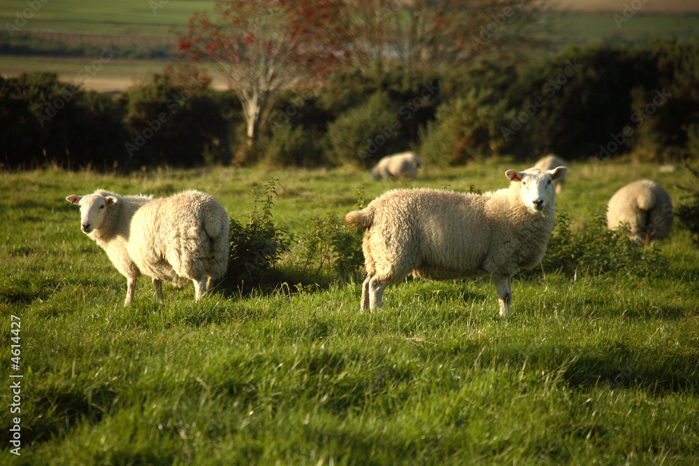 Fototapeta premium Sheep